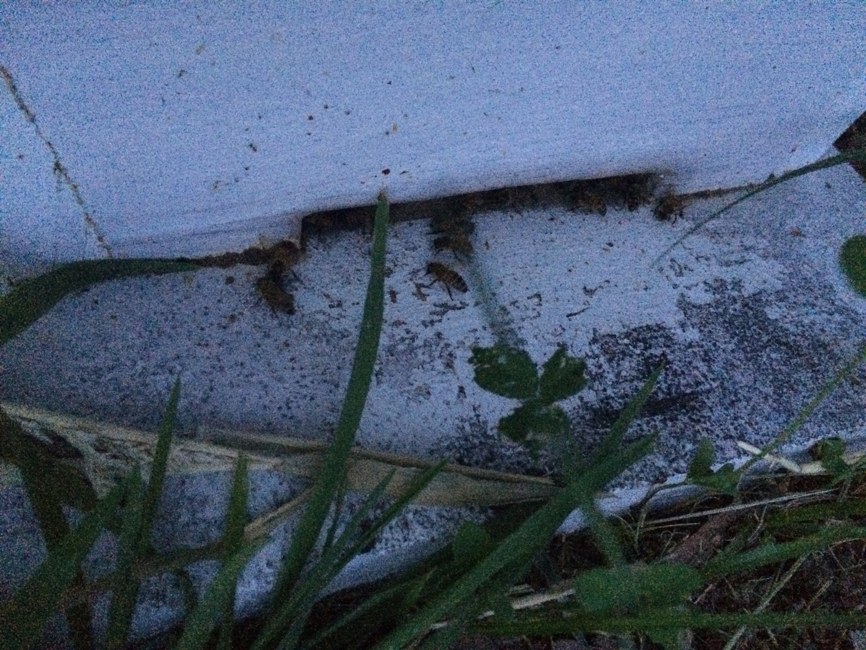 Bees on the landing board