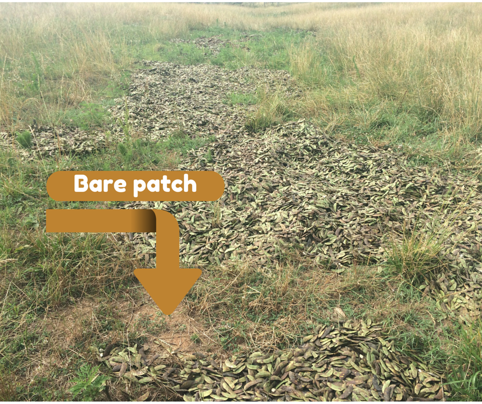 Bare patch