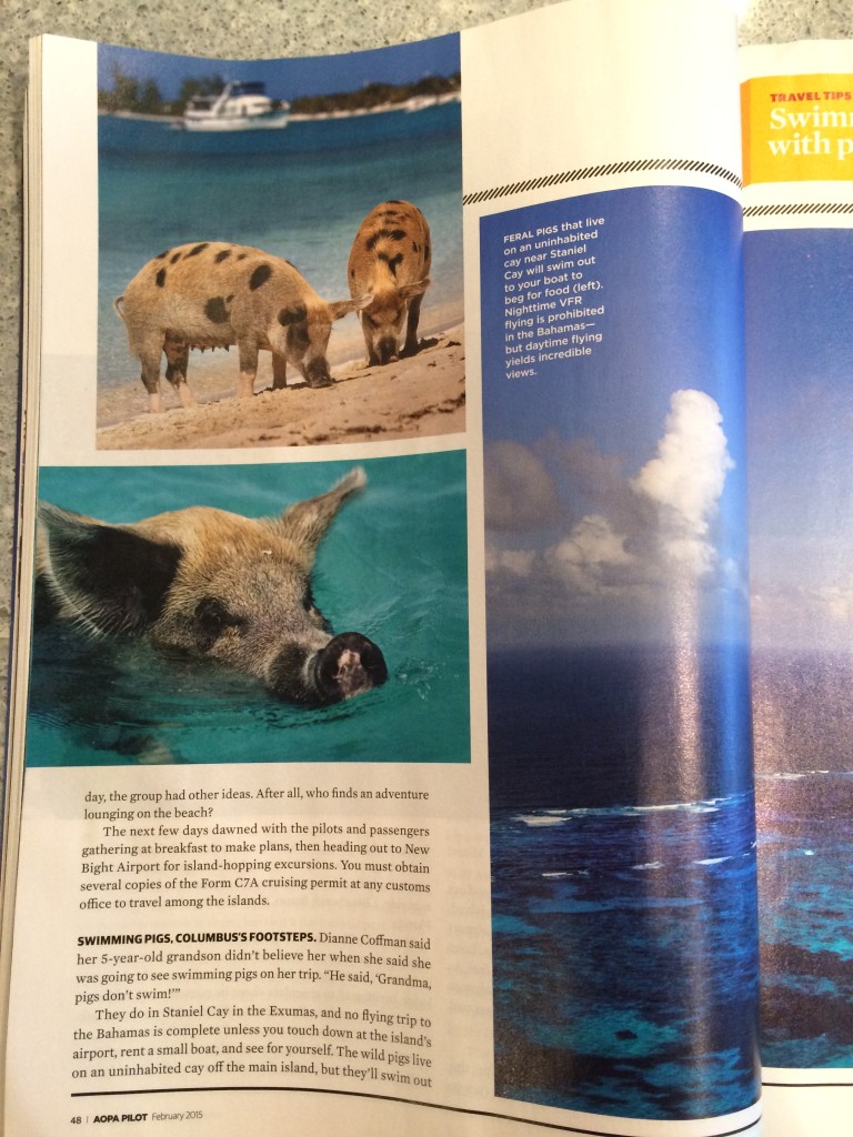 Pigs swimming in the Caribbean waters.