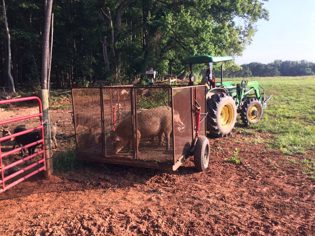 Pigs on a pig trailer