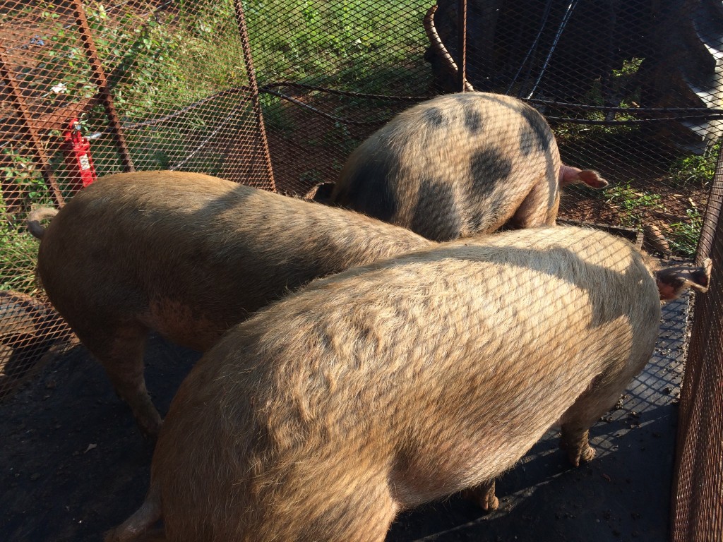 Pigs on the trailer, ready to be loaded onto the stock trailer.