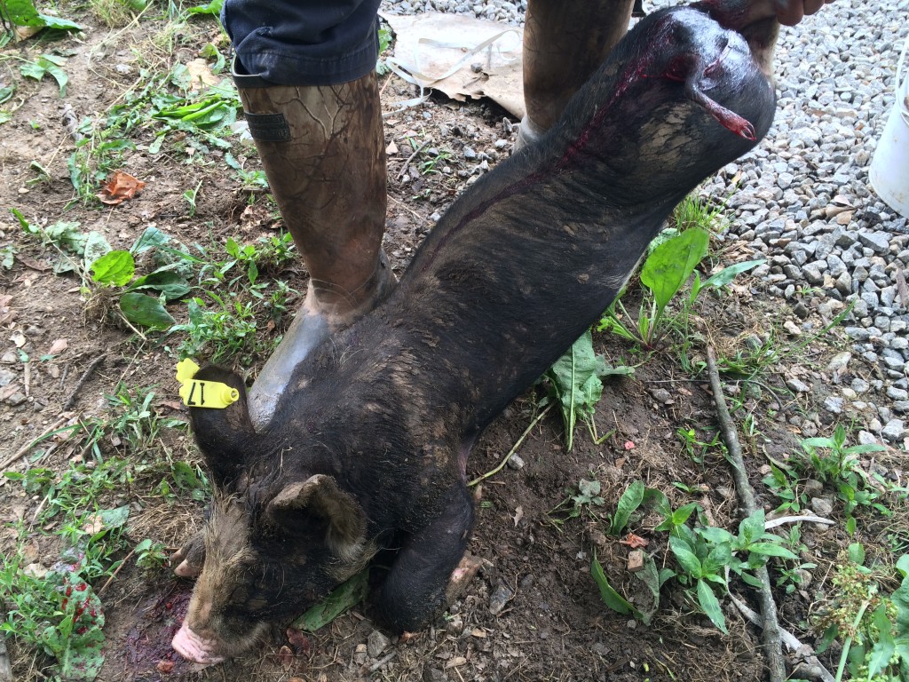 Pig after castration and stitching