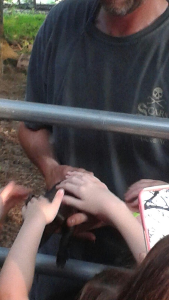 Petting a day old baby Large Black pig