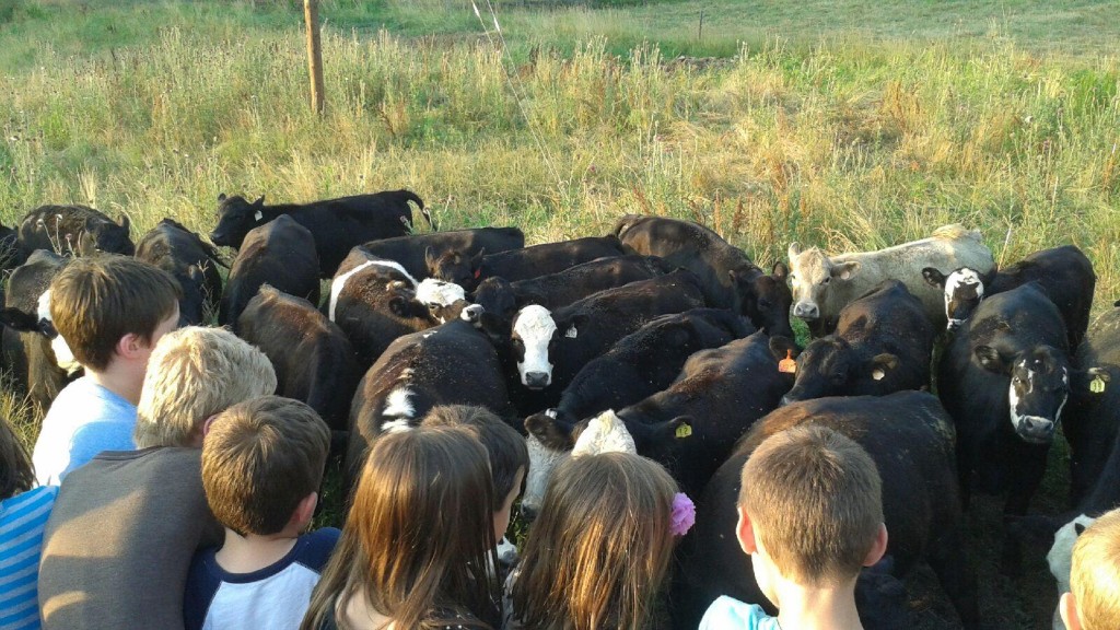 The view of the cows from the trailer. 