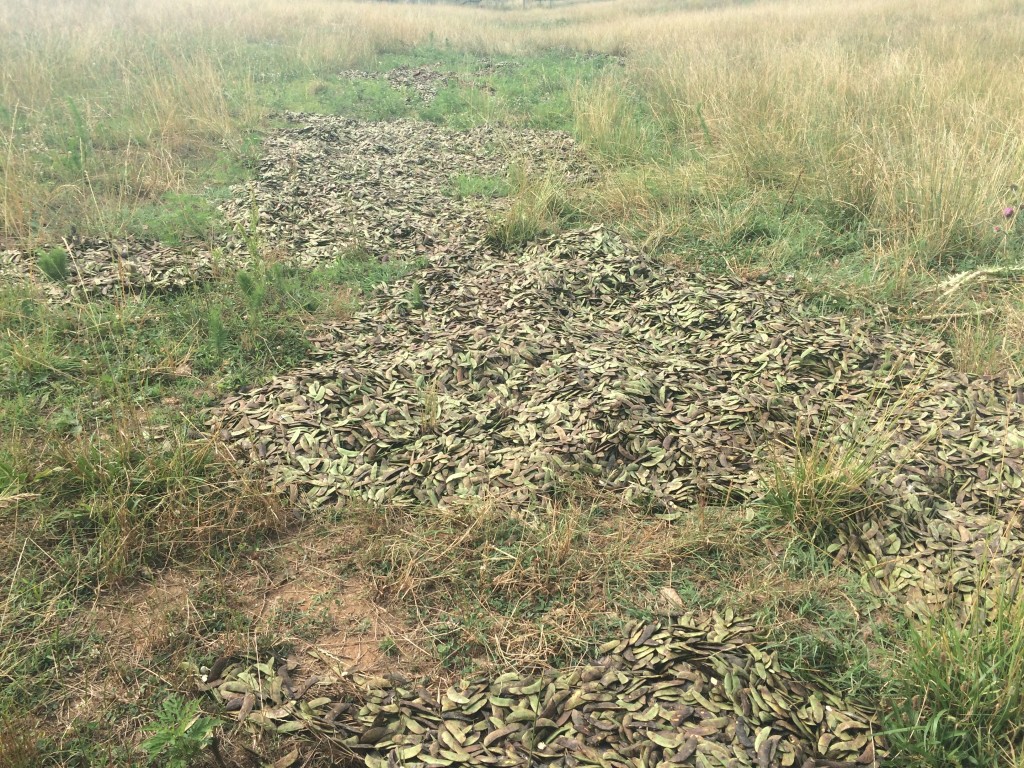 Produce spread out on the fields