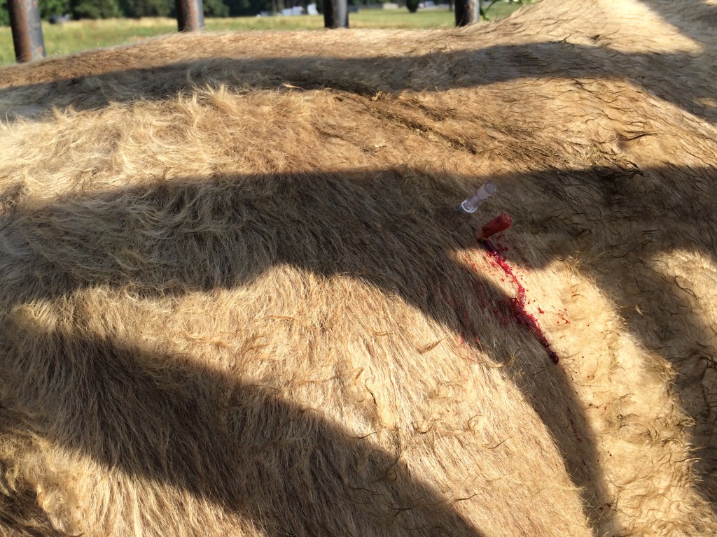 A catheter inserted into the cows rumen