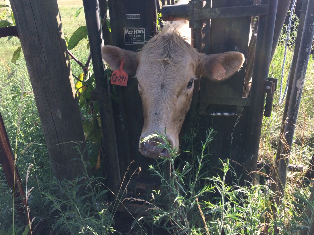 White cow in a headgate