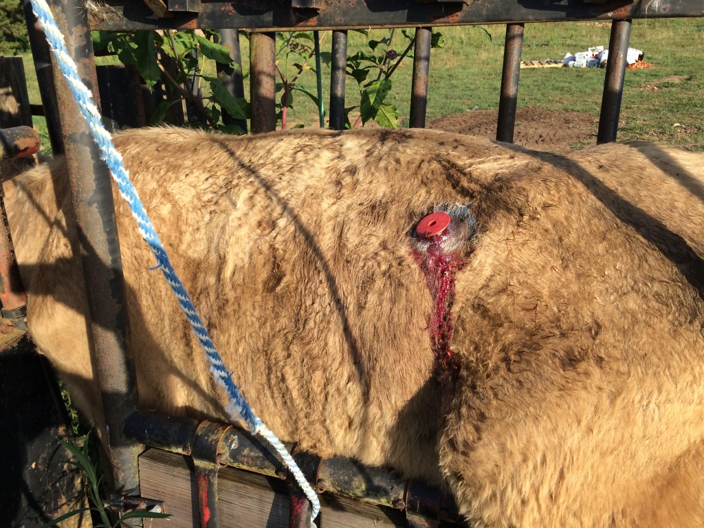 Tracer placed in the rumen of the cow. 