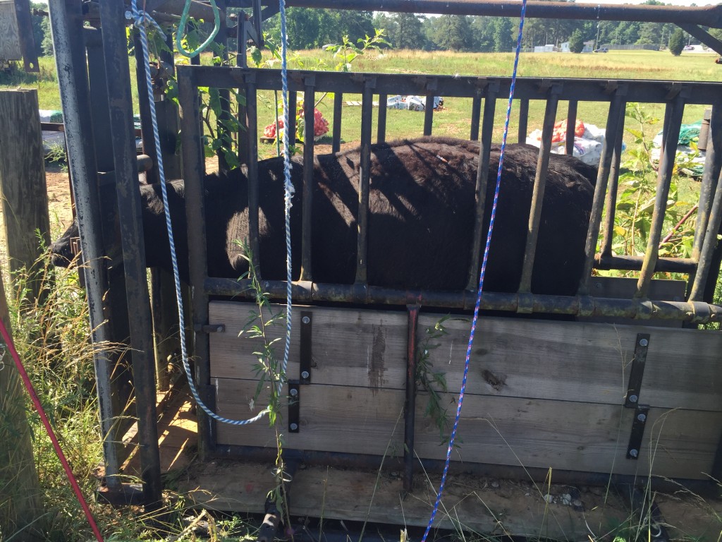 Cow in head gate