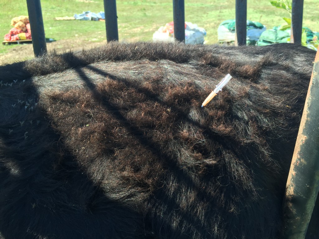 Cather inserted into rumen of a cow for treatment of bloat