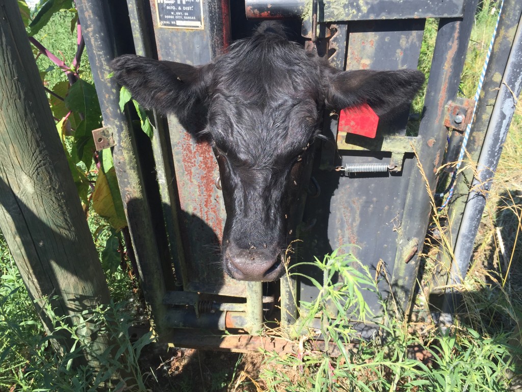 Cow in head gate