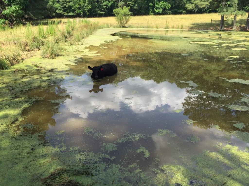 Bloated cow in the water, cooling off. 