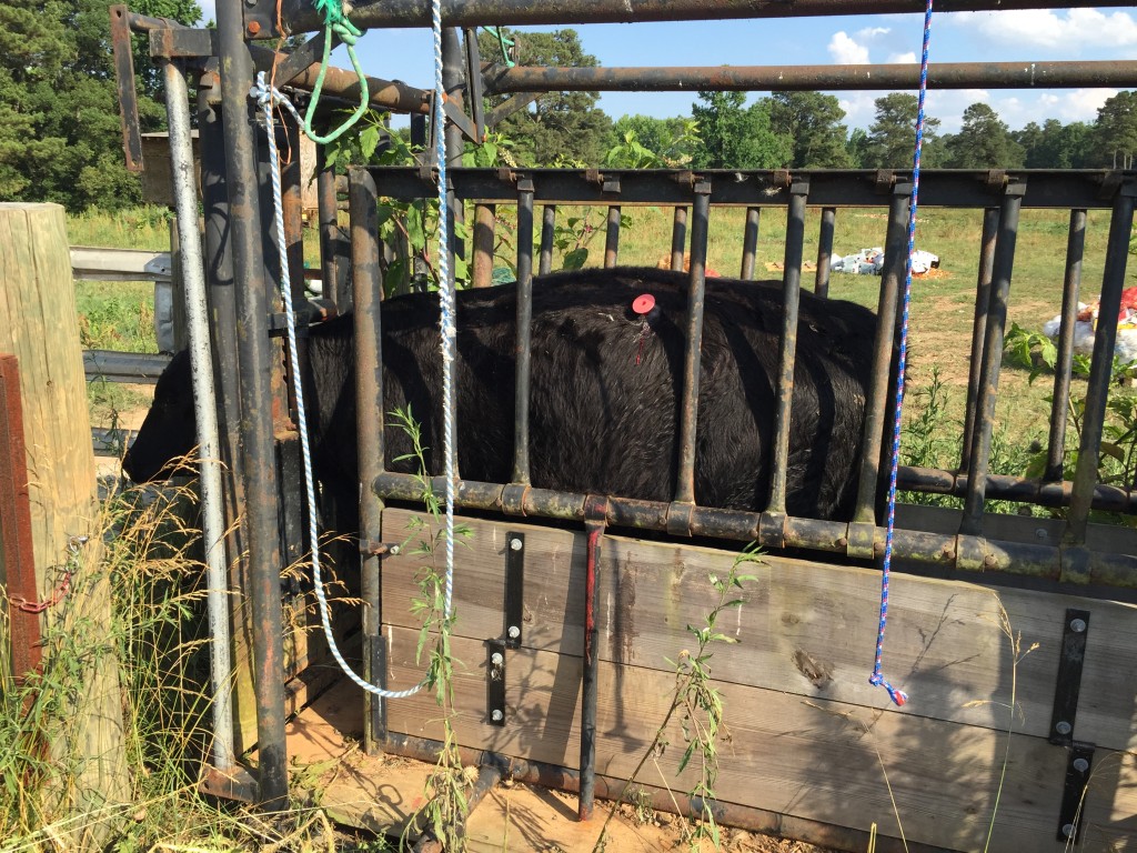 LF 37 in the head gate with a Trocar inserted