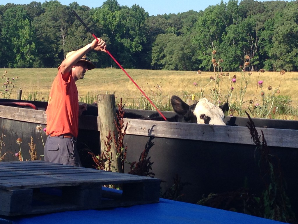 Working a cow in a corral.