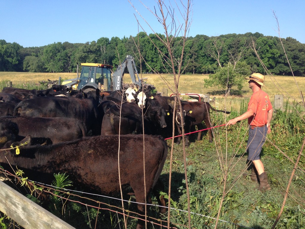 Working the cows into the squeeze chute