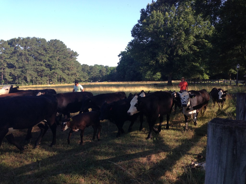 Moving the cows from the pasture to the barnyard.