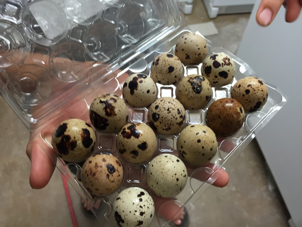 Quail eggs