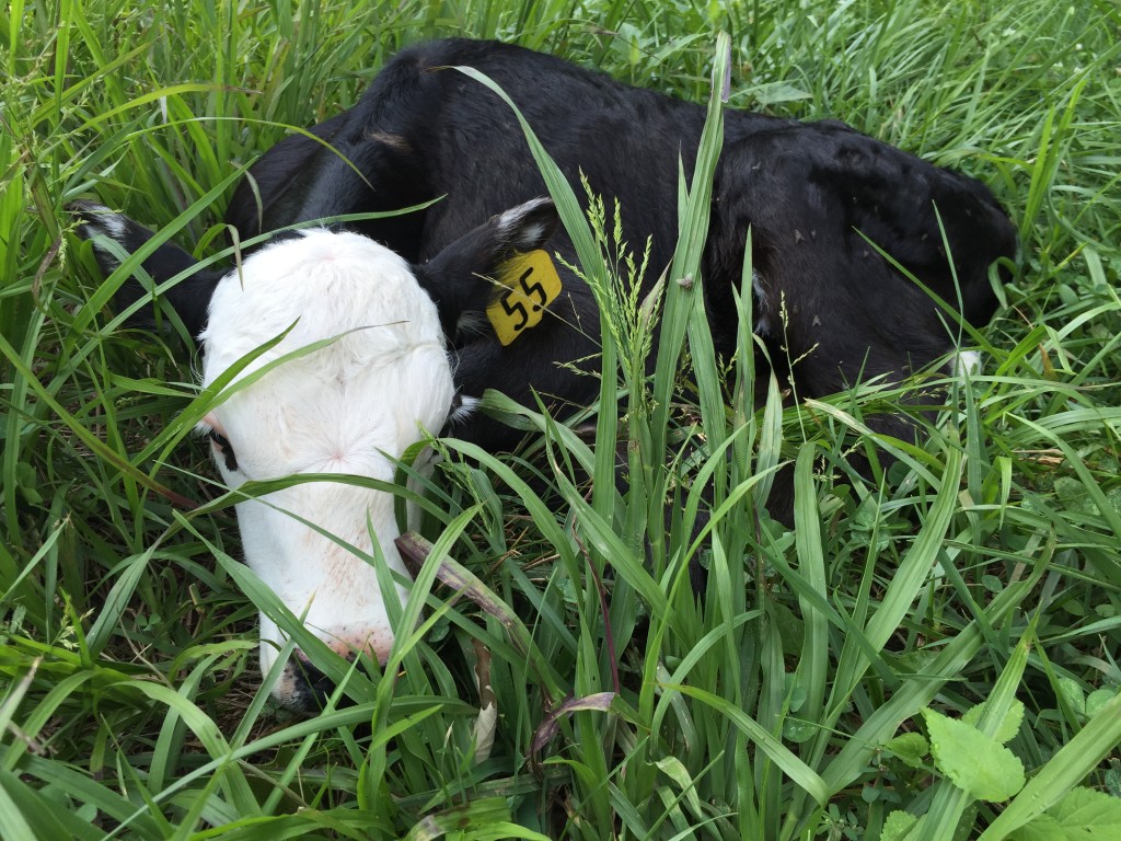 Baldy angus bull calf