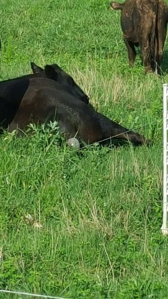 Cow having a calf