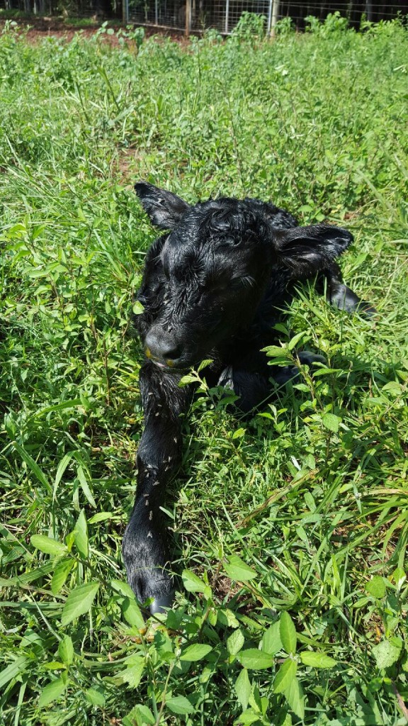 Brand new bull calf, still wet. 