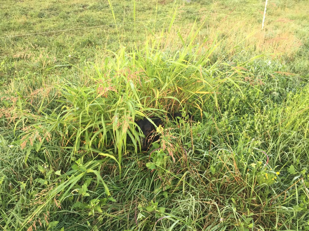 baby calf hiding in tall grass