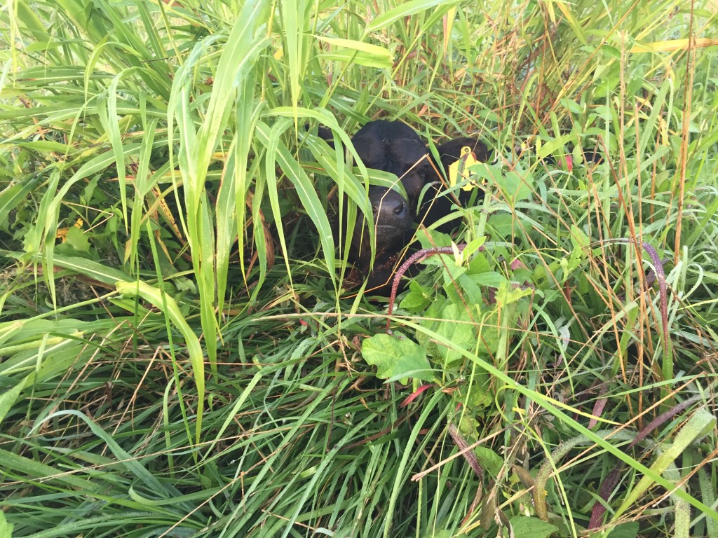 Calf hiding in grass