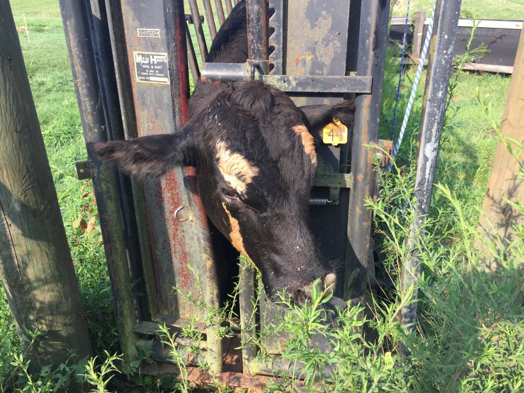 Cow in head gate