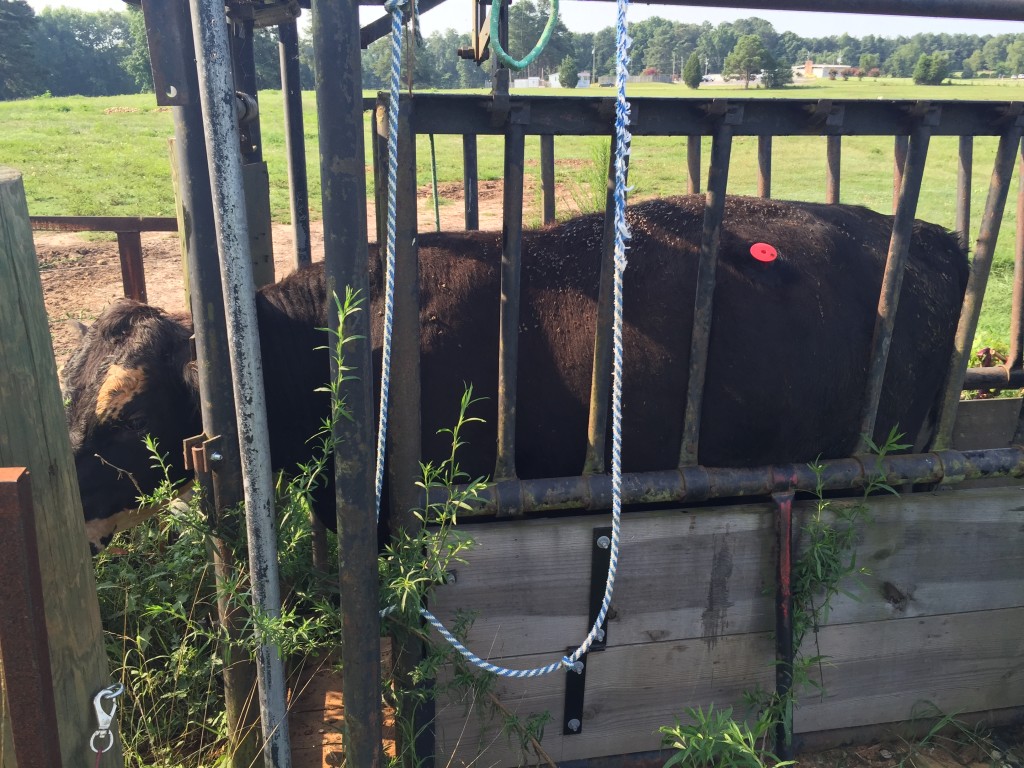 Cow in head gate with trocar installed