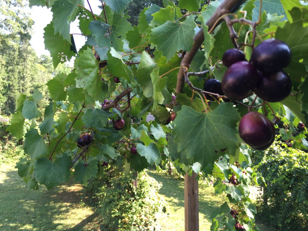 Muscadine grapes, just becoming ripe enough to eat