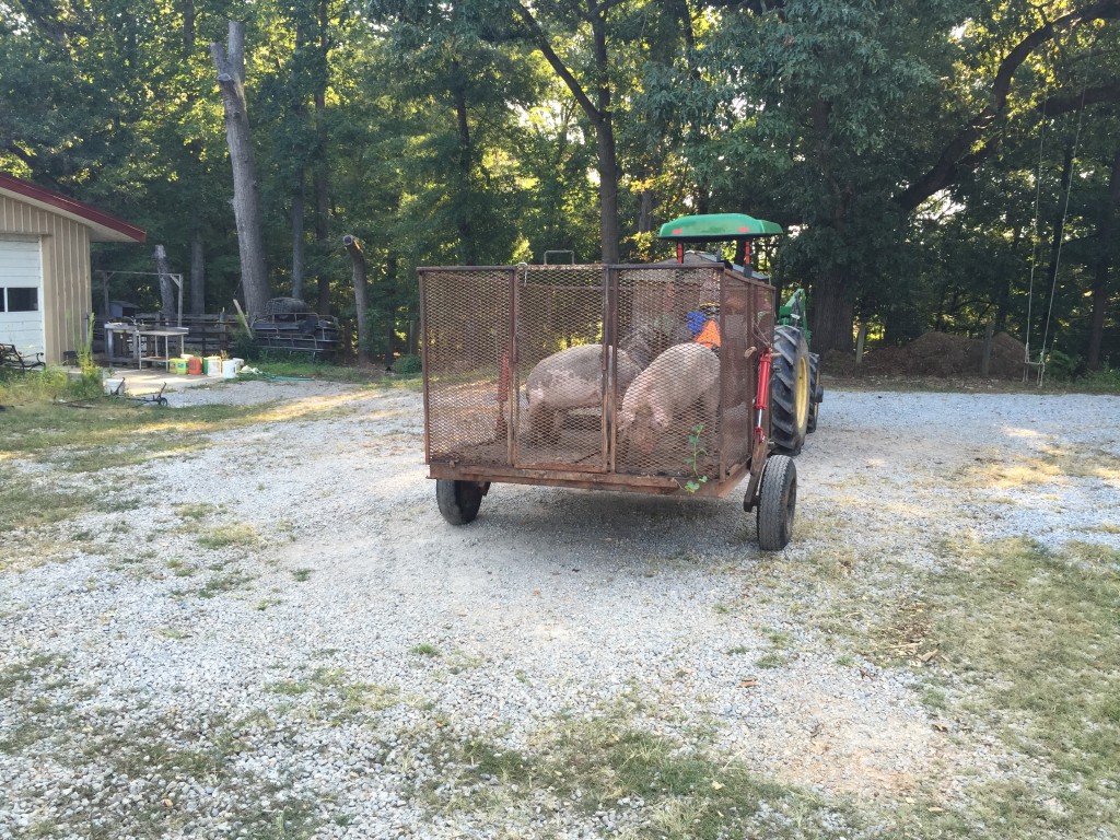 Pigs on trailer