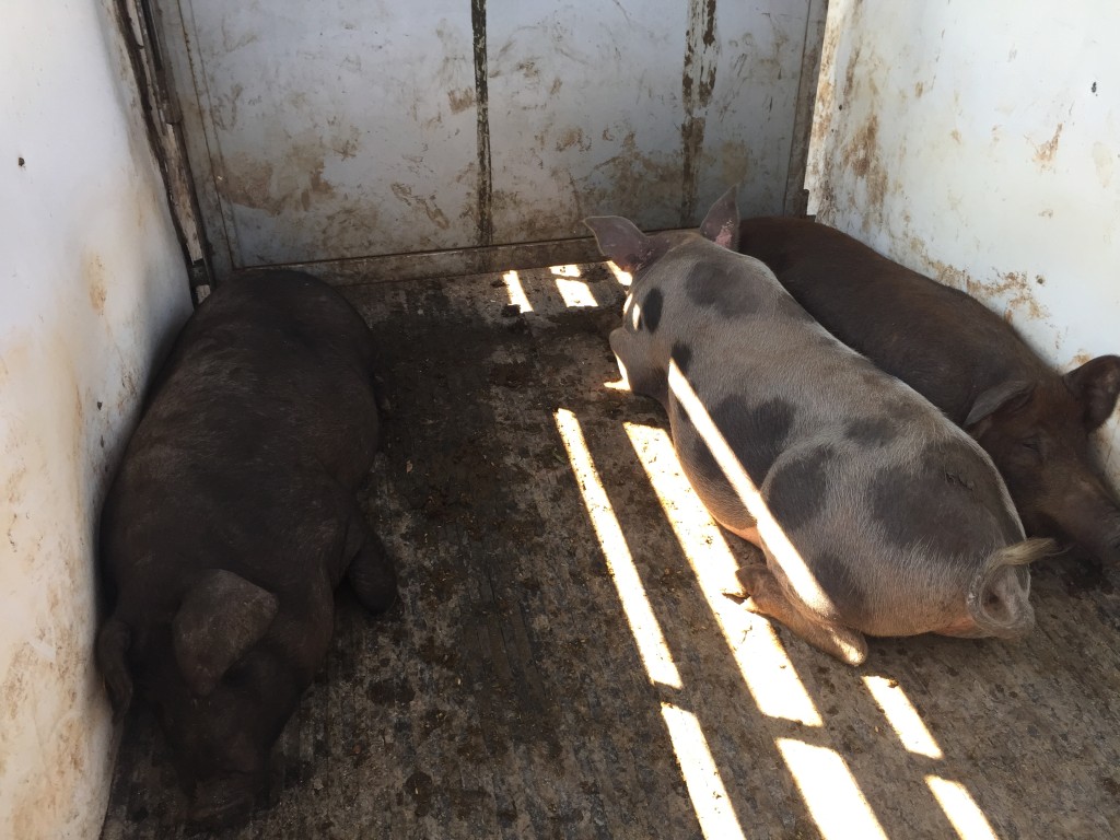 Hogs laying down in trailer