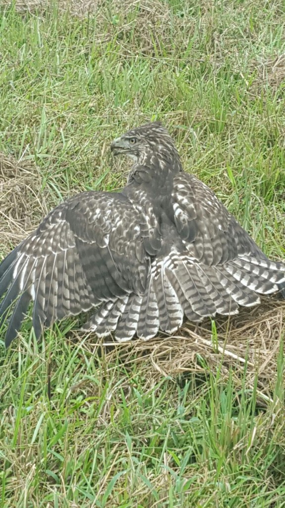 A red tail hawk in the "classic I have food stance"