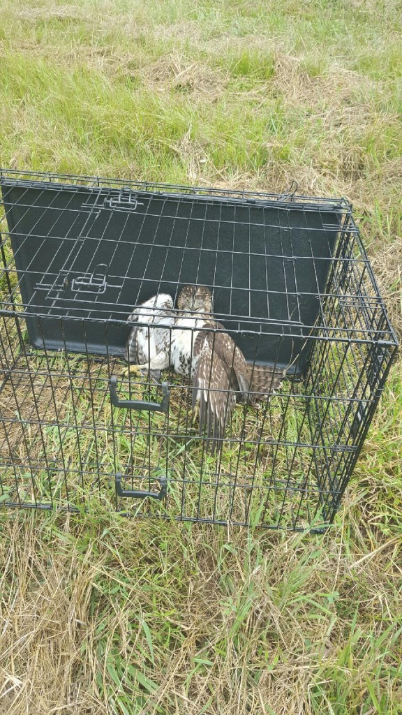 Red tailed hawk in cage