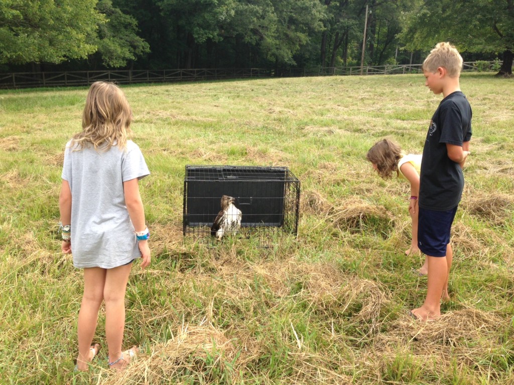 Kids with red tailed hawk