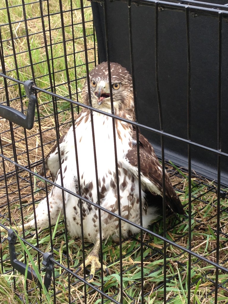 Another gratuitous picture of the bird in a box. 