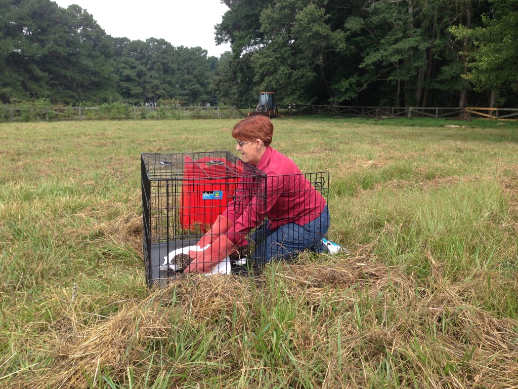 Red tailed hawk being captured