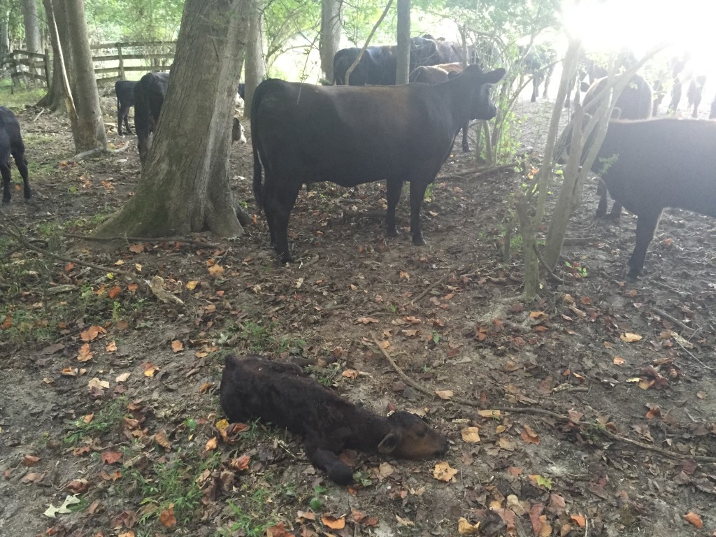 Cow and sick calf