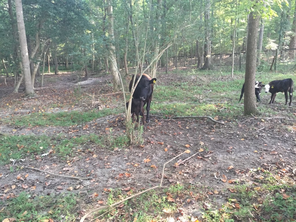 Calf trying to nurse but giving up