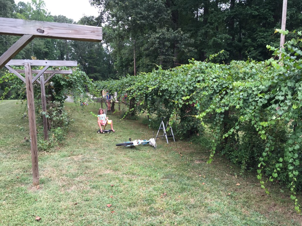 Kids picking grapes