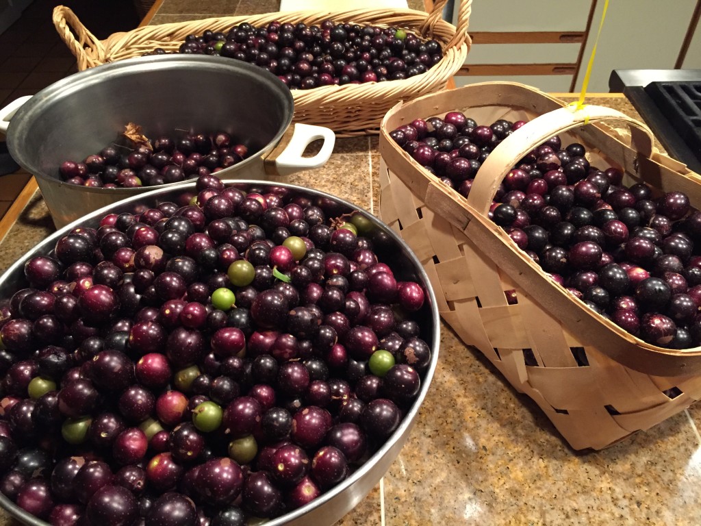Grape harvest, 2015