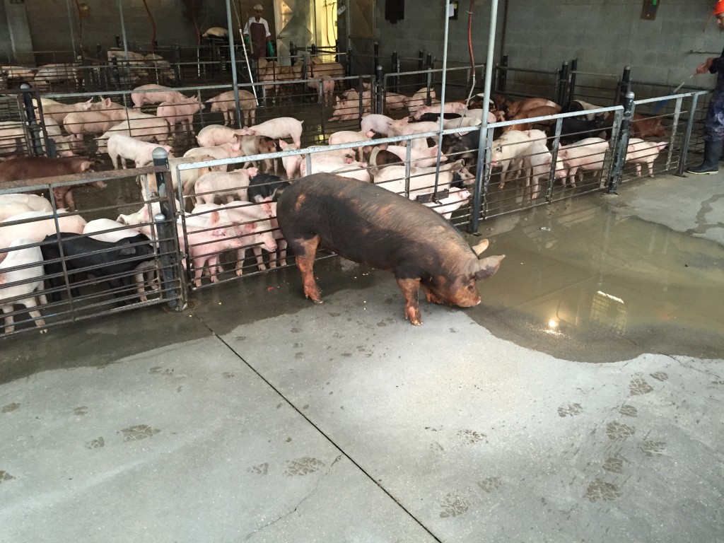Pig at the processor