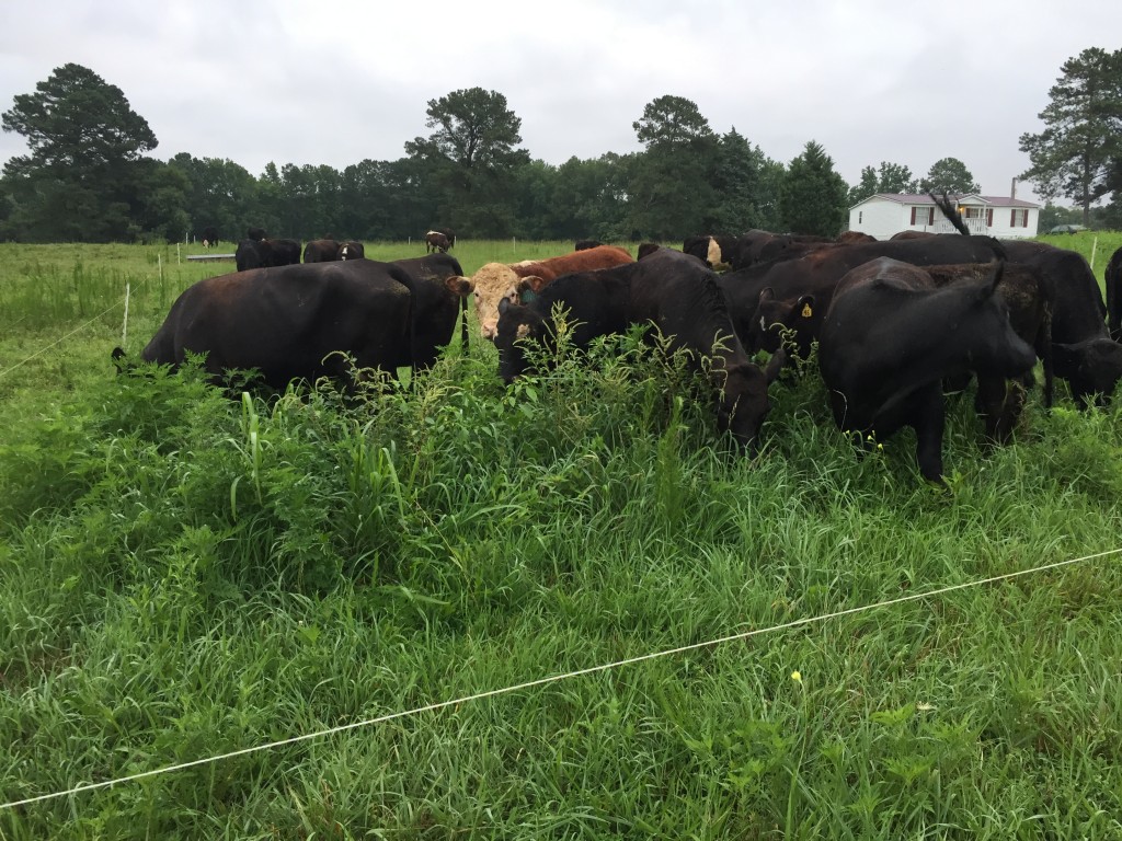 Cows in pasture with tall grass