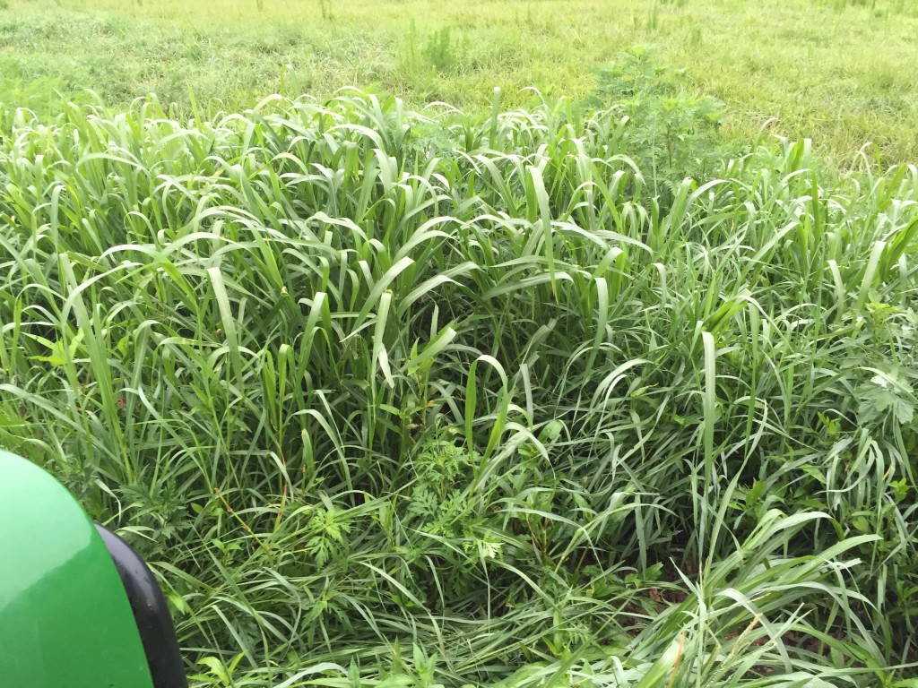 Johnson grass growing in the pasture