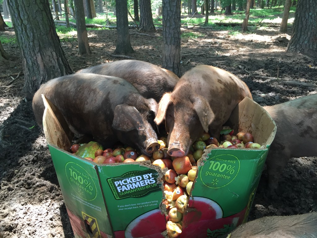 Pigs eating apples out of a cardboard tote