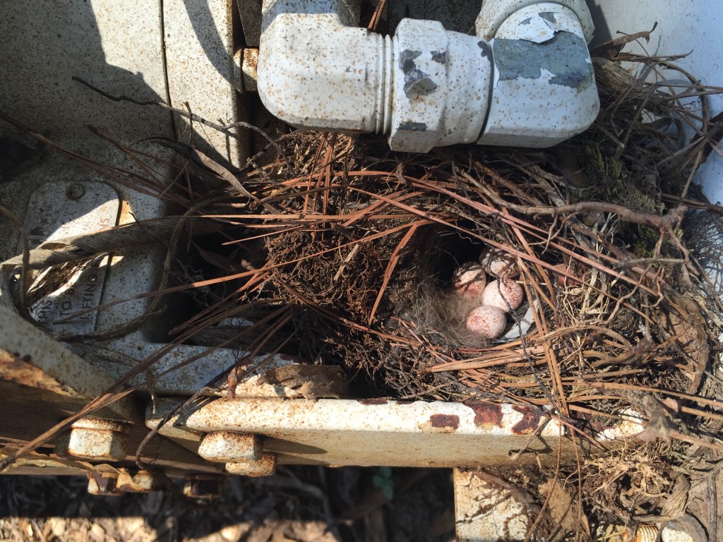 Baby bird eggs