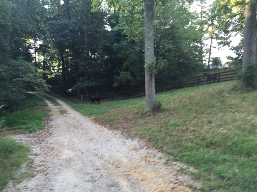 Cow on the run, horses looking on.