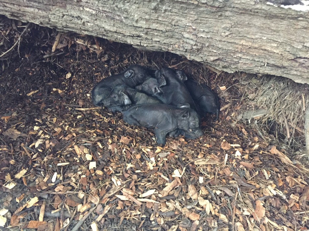 Baby Large Black pigs, just born and snuggled up together