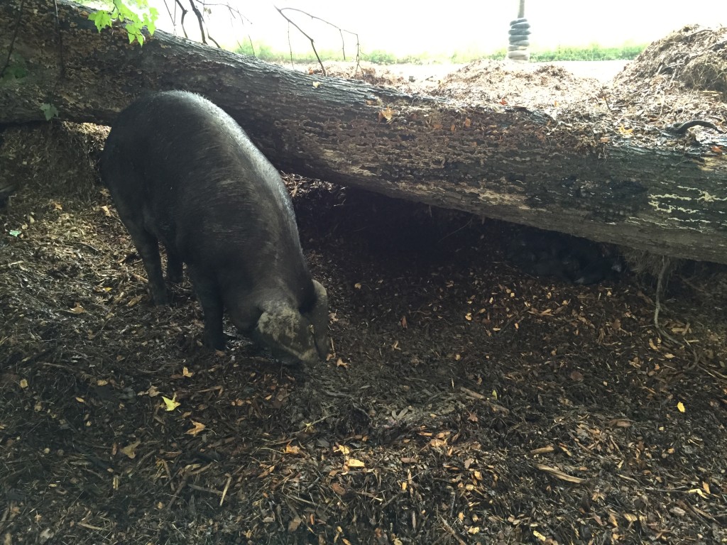 Large Black sow with piglets