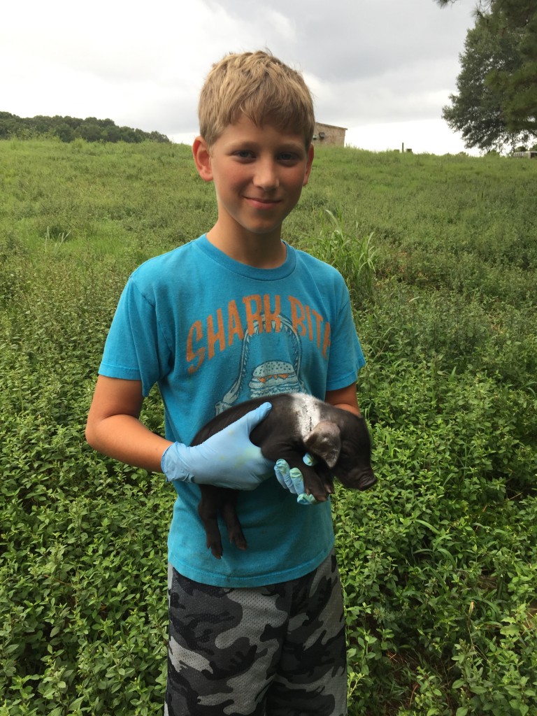 Large Black piglet after sewing up a large wound