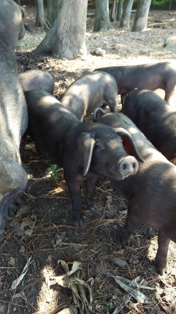 Cute Large Black piglet smiling